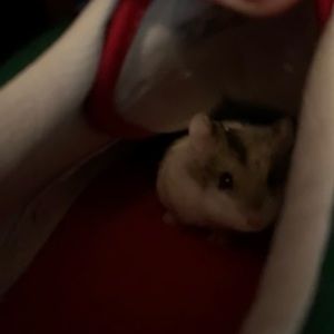 Meet your Posher, Brooke